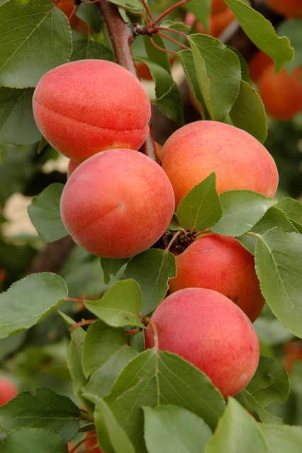 Абрикос